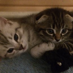 ���, ������, 34 ����