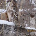 ���� ������, �����������, 43 ���� - ��������� 24 ����� 2016