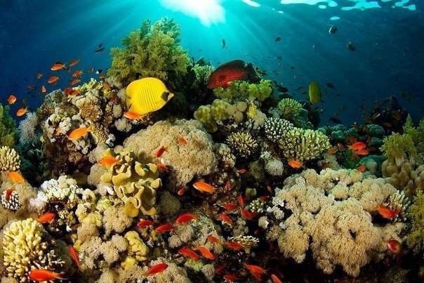 Подводный мир Красного моря