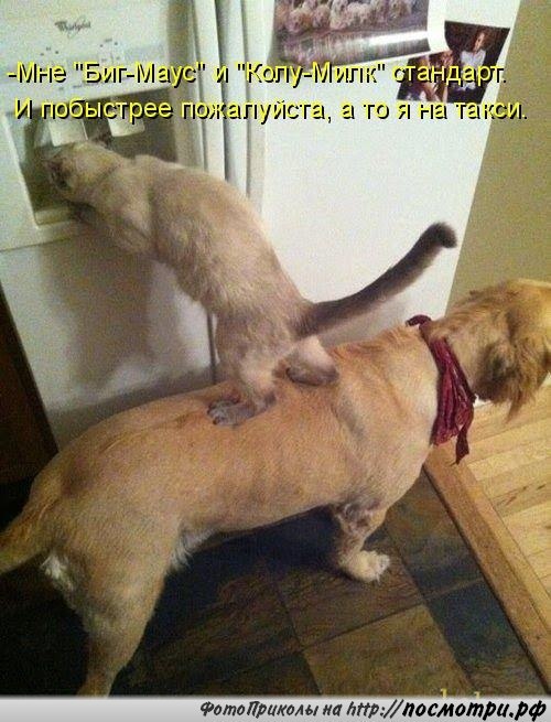Без кота и жизнь не та - 5 апреля 2016 в 11:01