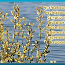 ���� Alfira, ���, 65 ��� - ��������� 24 ������ 2016 � ������ ���� ����������