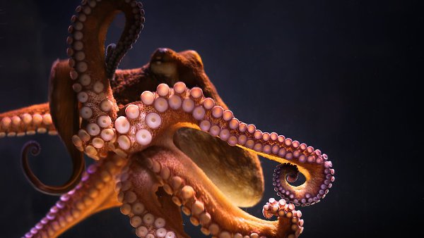 Увлекательная зоология.(Ultimate Animals)Самые удивительные и увлекательные факты из мира животных, ...