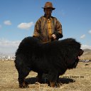 ���� Amgaa Kharsor, ����-�����, 52 ���� - ��������� 17 ���� 2016 � ������ ���� ����������