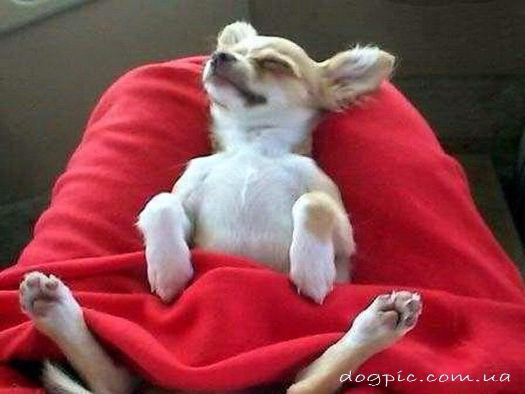 ***.- ,     .        , , .... - 7