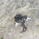 ���� ����, ������ - ��������� 18 ������ 2016 � ������ �������� ������ �����