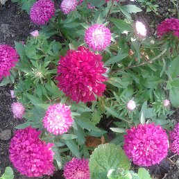 ����, ������