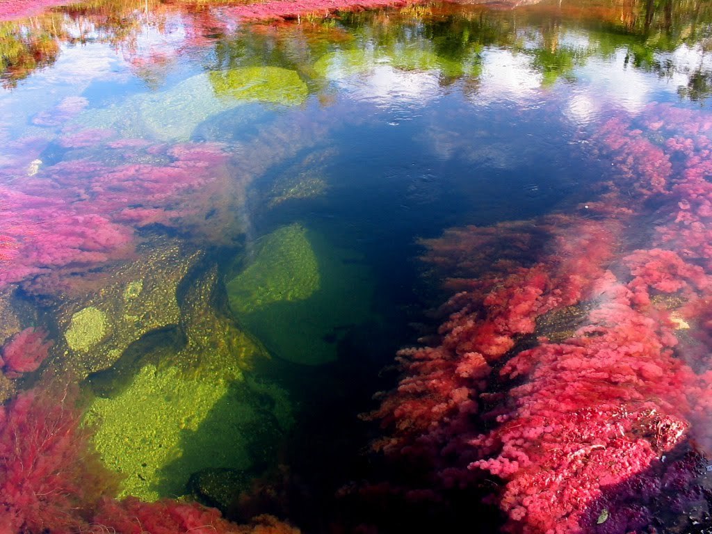   (Cano Cristales -  )    . - 4