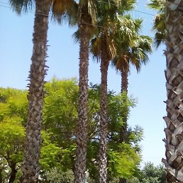 �����, ���������, 54 ����