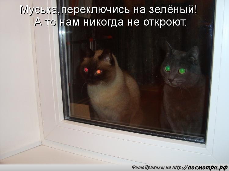 Без кота и жизнь не та - 21 марта 2016 в 10:03