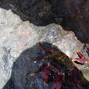 ���� Kazimieras, ����� - ��������� 13 ���� 2016 � ������ �Tenerife�