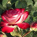 ���� �����, ������, 45 ��� - ��������� 3 �������� 2016 � ������ ���� ����������