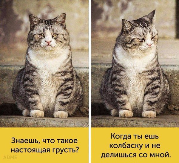 ����, ������ ������� ����� ������ ������������ - 8