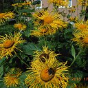 ���� ����, �����-��������� - ��������� 3 ������� 2016 � ������ ��������.�