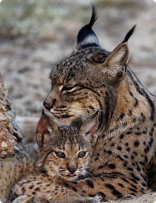 Кошачьи приметы.НАРОДНЫЕ ПРИМЕТЫ СВЯЗАННЫЕ С КОТАМИ:Если кошка сама приходит в дом, это значит, что ...