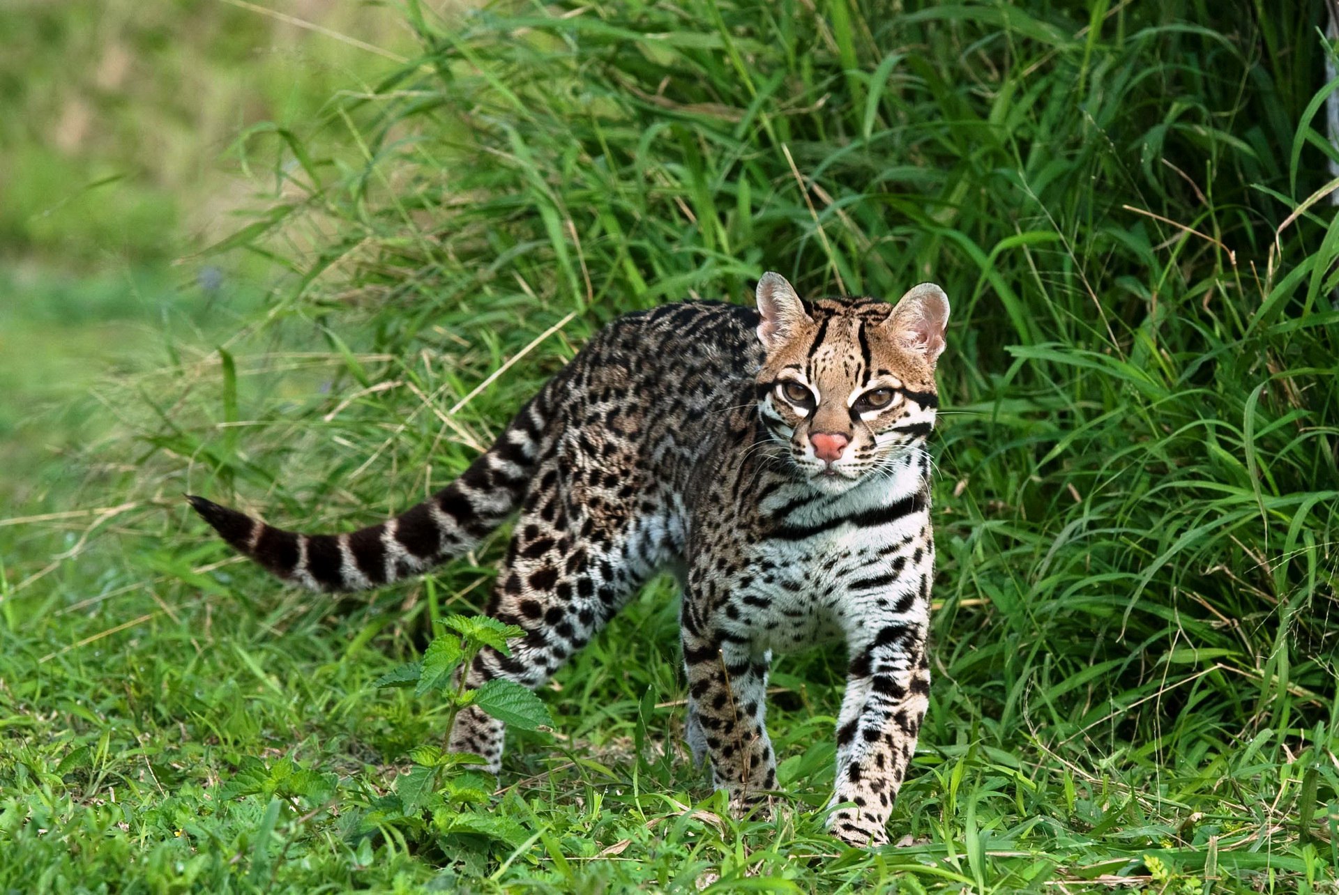 Порода кошки сканворд. Оцелот Южная Америка. Оцелот кошка. Оцелот (leopardus pardalis). Оцелот и сервал.