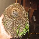  , -, 57  -  3  2016     !!!