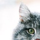 ���� ���, ������� - ��������� 24 ������ 2016