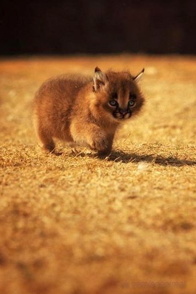  (Caracal caracal),       .    ... - 4