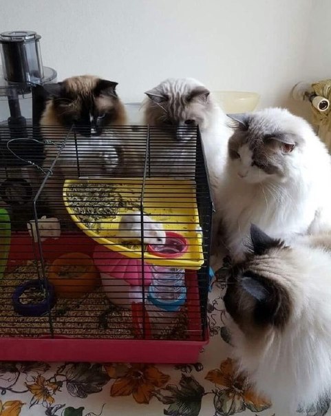 �� �����,�����, �� ��������...