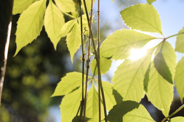 ��� ������ ��� - 13 ���� 2016 � 12:52 - 7