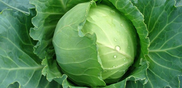 От кашля - лист капусты на грудь. Если кого-то из членов моей семьи начинает донимать кашель, ...