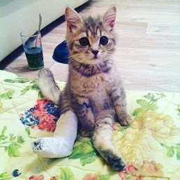 ���� Radik, ����-���������, 43 ���� - ��������� 3 �������� 2016