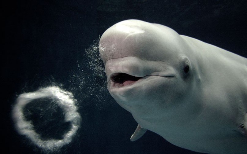       (Shimane Aquarium)      . ... - 2