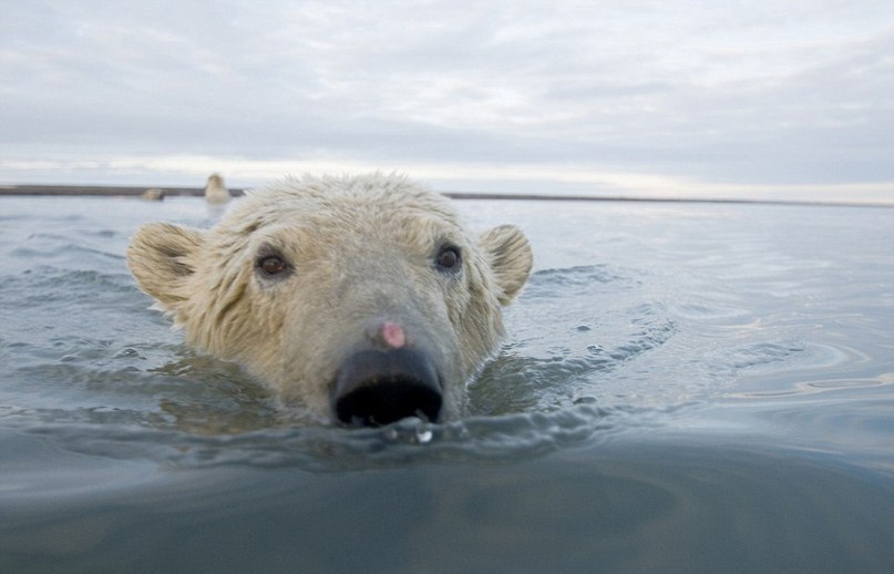    .  Steven Kazlowski    Arctic National ... - 3