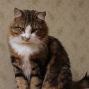 ���� �������, �����-���������, 55 ��� - ��������� 3 ������� 2016 � ������ ��������