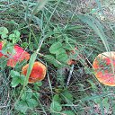  , -- -  24  2016    2016