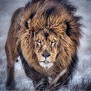 ���� ����, ������������, 50 ��� - ��������� 1 ������ 2016