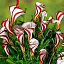 ���� Eric, ����, 61 ��� - ��������� 21 ��� 2016 � ������ �Flora and fauna�