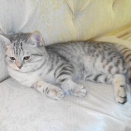 ���� ������, ������, 63 ���� - ��������� 10 ���� 2016