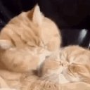 ���� ������, ���������, 56 ��� - ��������� 25 ���� 2016 � ������ ������