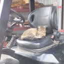 ���� �����, ������, 54 ���� - ��������� 31 ���� 2016 � ������ ������ ��������