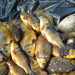 ������, ������������, 41 ���