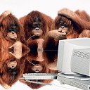 ���� �������, ������, 57 ��� - ��������� 13 ���� 2016 � ������ ���� ����������