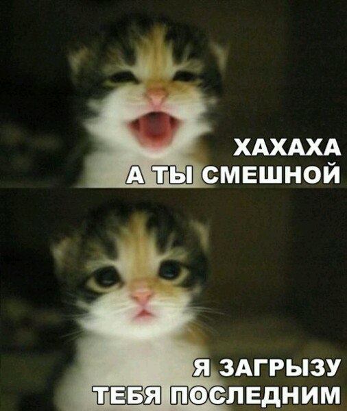 Без кота и жизнь не та - 5 апреля 2016 в 11:30