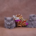 ���� ������, ������� ��������, 62 ���� - ��������� 11 ���� 2016 � ������ ���� �����