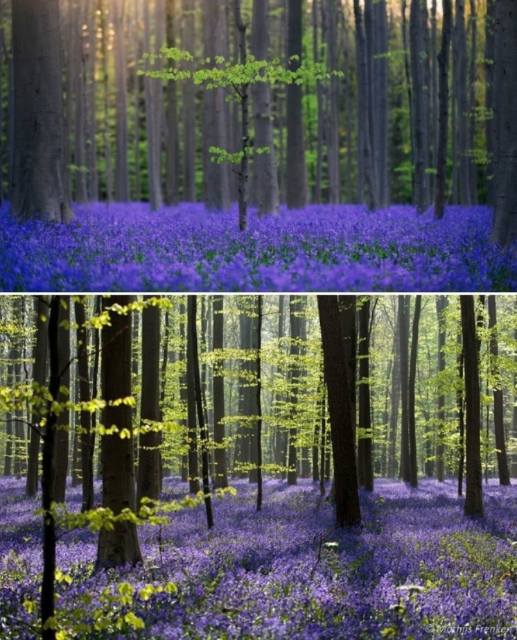   Hallerbos  . ...