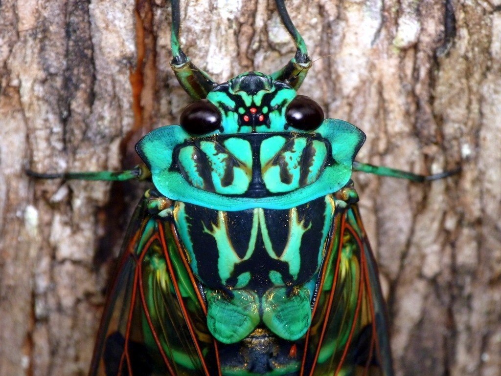 Cicada Hentaifoundry