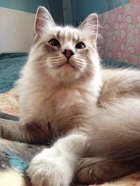 #ваши_котики@catism #до_после@catism.У нас 2 счастливые истории) Одну зовут Кася (Касандра), а ... - 8
