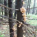 ������� ����� �� ������� �������