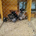 ���� �������, ���������, 53 ���� - ��������� 20 ����� 2016 � ������ �1�