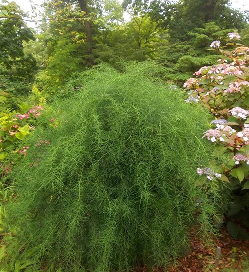 http://www.glav-dacha.ru/poleznye-svoystva-asparagusa/ -   ...