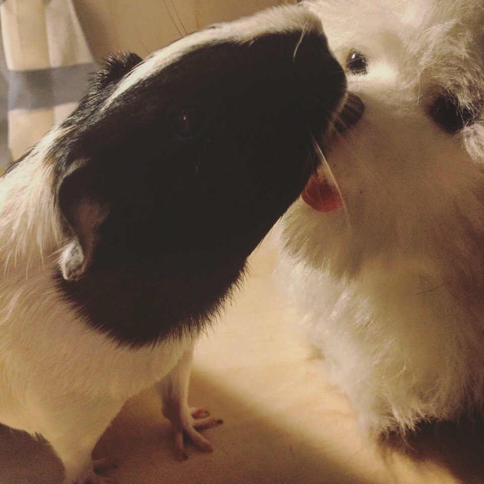 В мире животных - 17 мая 2016 в 16:12