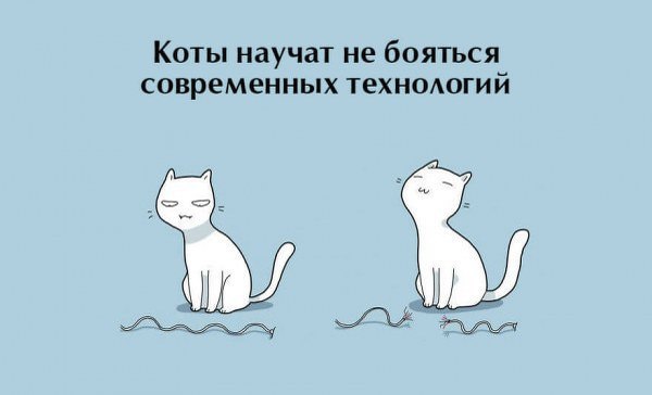 Десять плюсов жизни с котом - 9