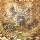  , -, 57  -  3  2016     !!!