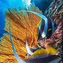 ���� Eric, ����, 61 ��� - ��������� 29 ������ 2016 � ������ �The beauty of the sea�