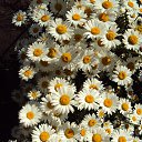 ���� ������, �����������, 45 ��� - ��������� 7 ���� 2016 � ������ �������